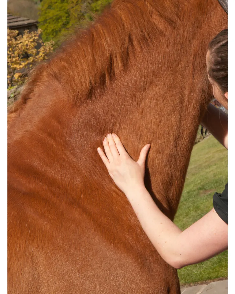 Travail musculaire sur l'encolure d'un cheval lors d'une séance de massage équin