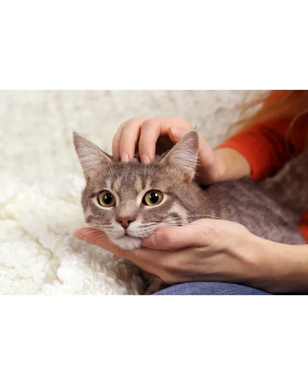 Praticienne réalisant un massage bien-être canin